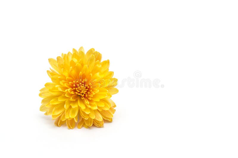 Flower yellow chrysanthemum on a white background, isolate, close-up, golden-daisy, beautiful royalty free stock photography Flower yellow chrysanthemum on a white background, isolate, close-up, golden-daisy, beautiful royalty free stock photography
