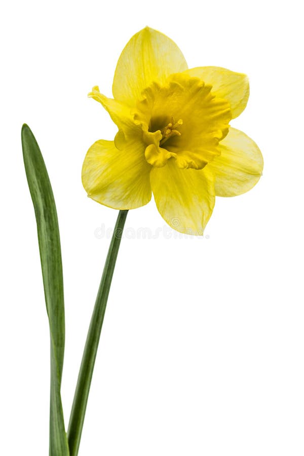 Flower of yellow Daffodil (narcissus), isolated on white background