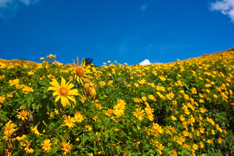 Flower yellow field