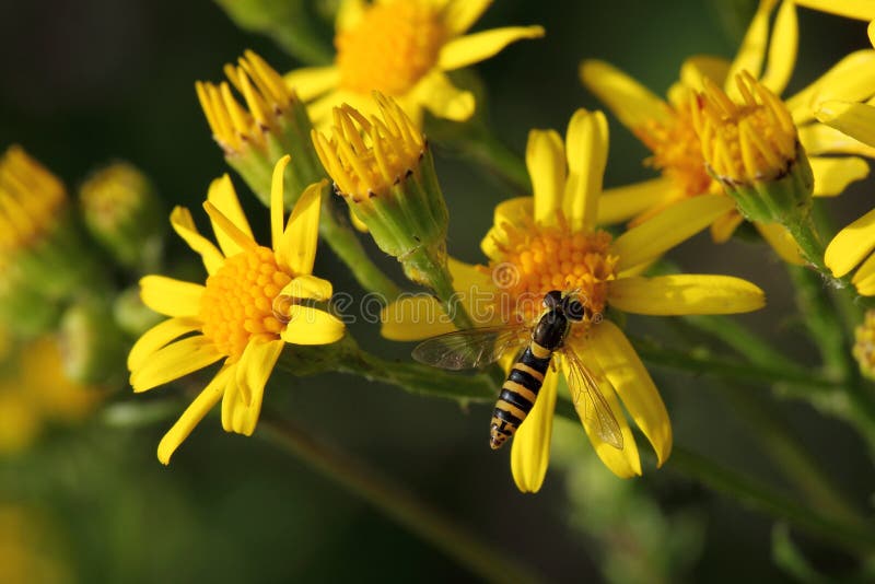 Flower, Yellow, Flora, Nectar Picture. Image 135689814