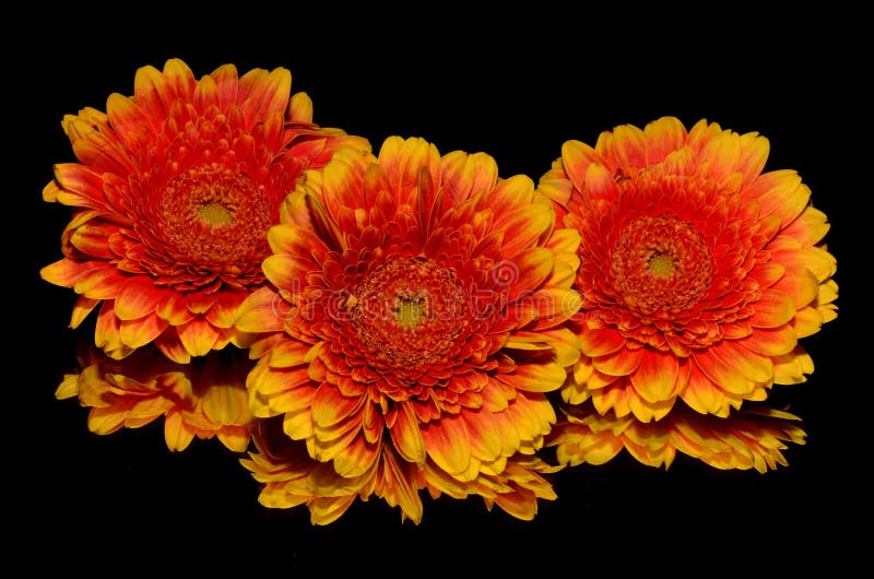 Flower, Yellow, Gerbera, Orange Picture. Image 95834918