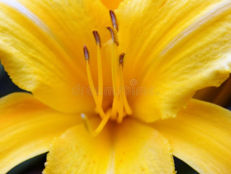 Flower - Yellow Lillie royalty free stock image