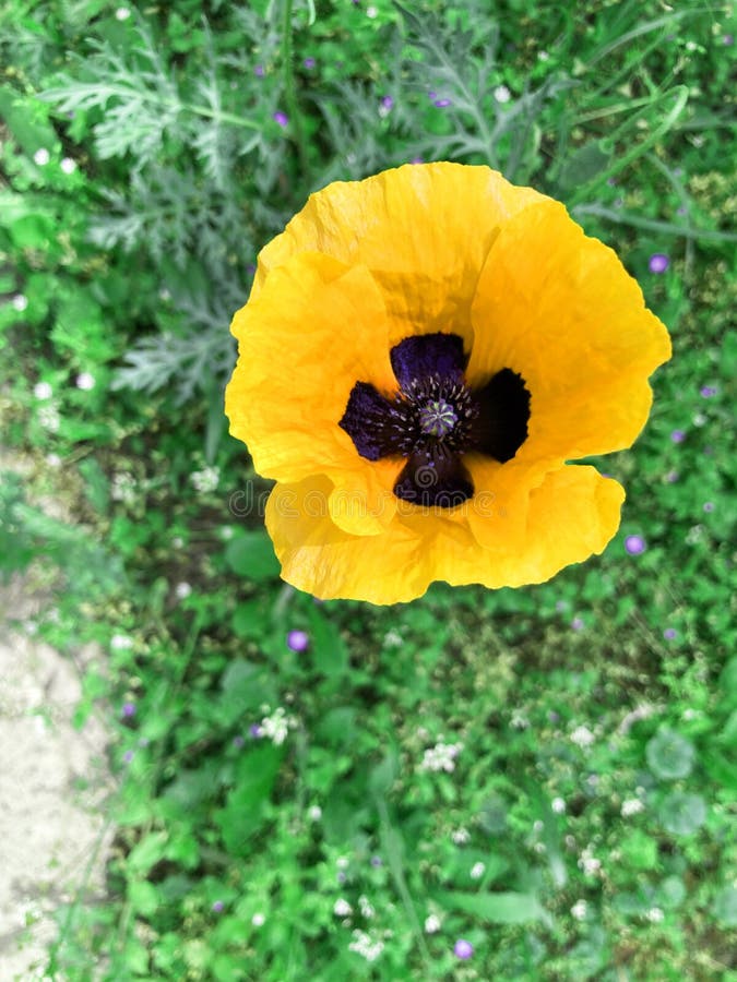 Flower Yellow Mac on the Green Stock Photo Image of green, friend
