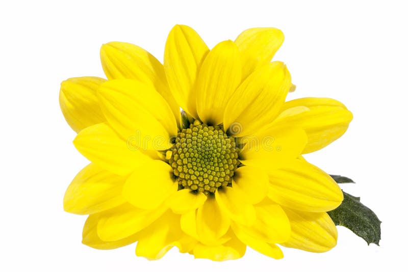 Flower of yellow marguerite isolated on white background