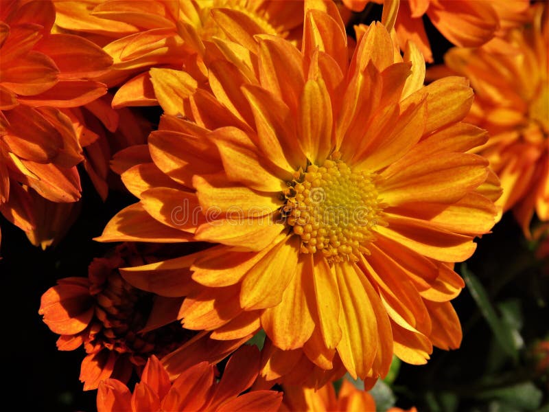 Flower, Yellow, Orange, Flora Picture. Image 113373003