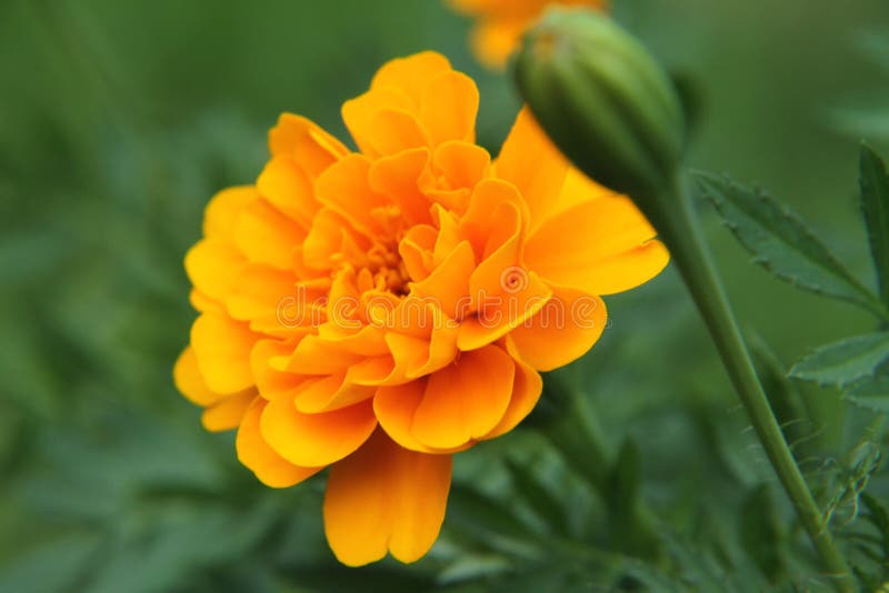 Flower, Yellow, Orange, Flora Picture. Image 113373011
