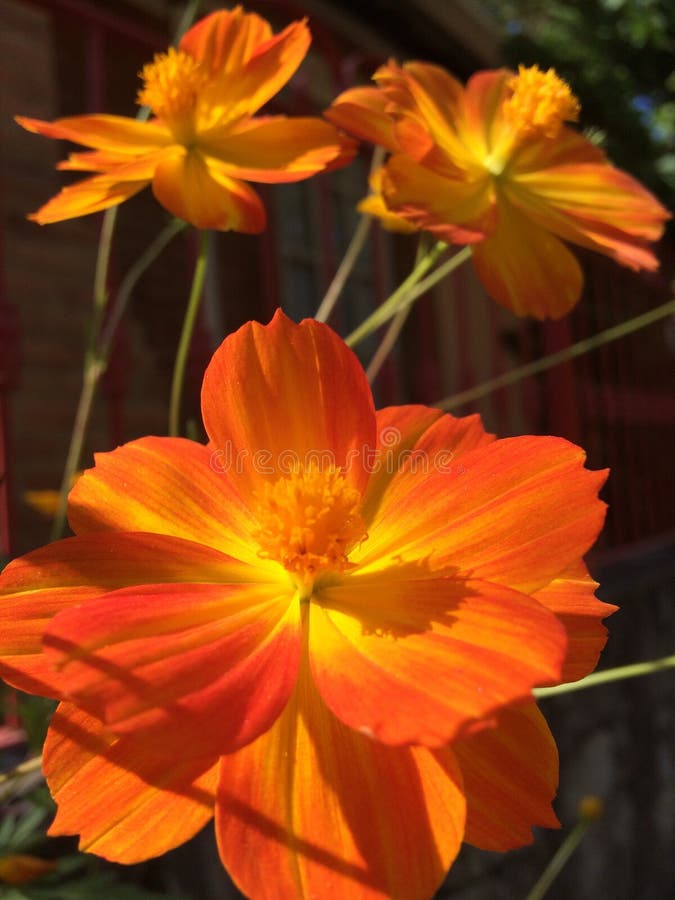 Yellow, Flower, Flora, Orange Picture. Image 132949793