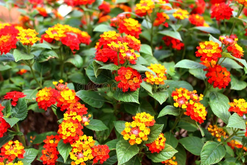 Flower.Yellow and Red Flowers Stock Photo Image of blossom, isolated