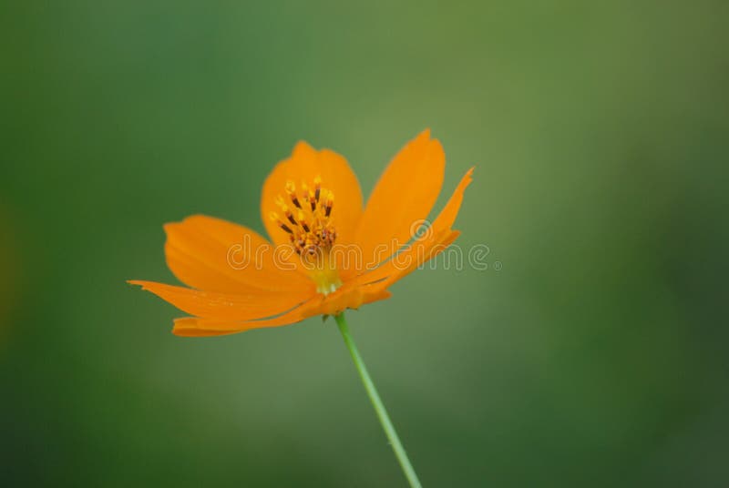 Flower, Yellow, Wildflower, Orange Picture. Image 112679116