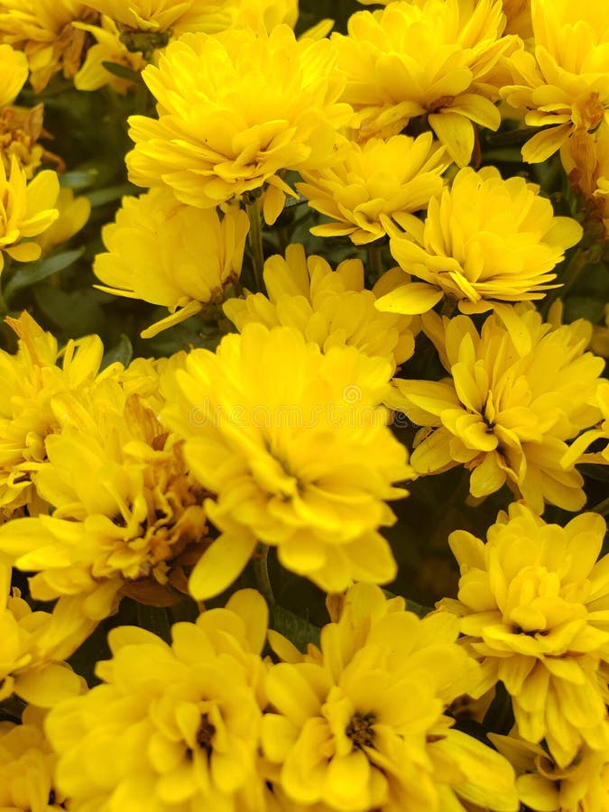 Flower yellow zoomed bright Hope fotografering för bildbyråer Flower yellow zoomed bright Hope fotografering för bildbyråer