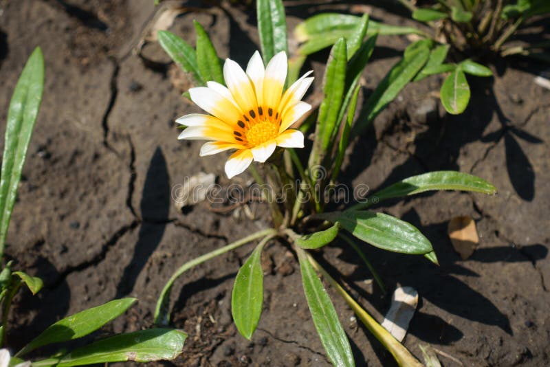 Flower of Yellowish White Gazania Rigens Stock Photo Image of