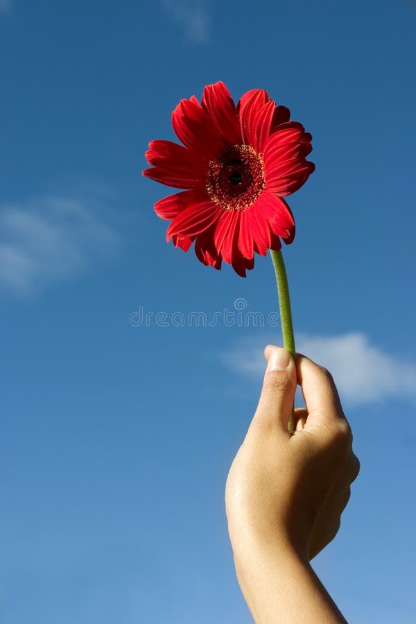 Flower for You stock photo. Image of gesture, life, concept 190236