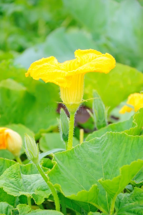 Flower of the zucchini stock image. Image of diet, natural 40047735