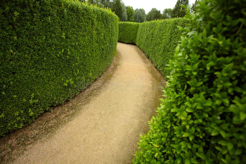 Geometric pattern of green hedge flowerbed