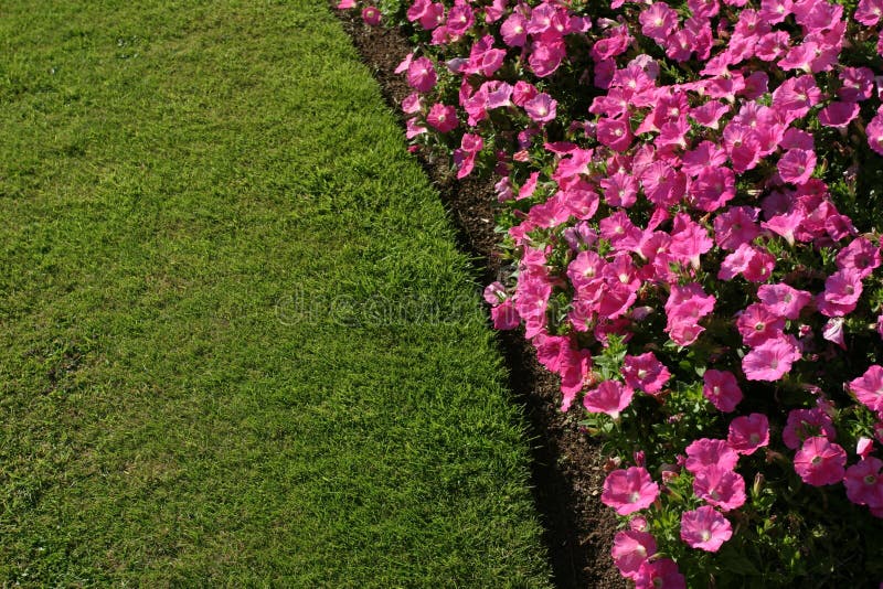 Fiori e prato.