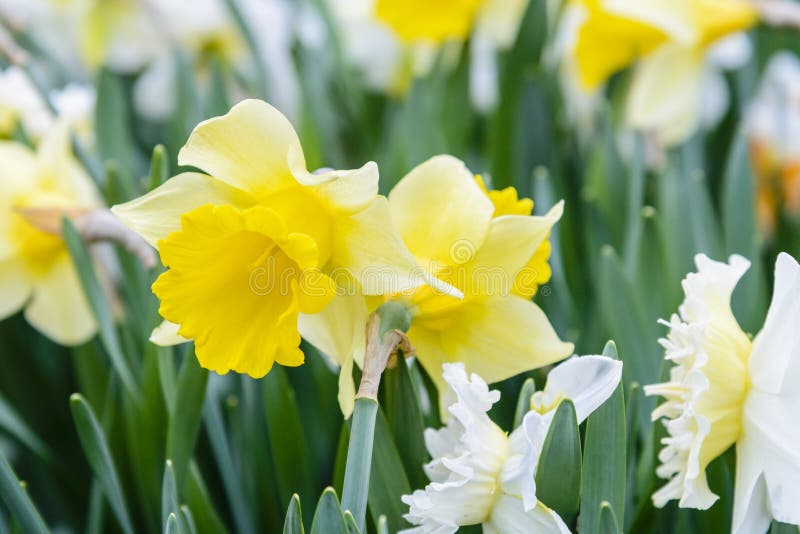 Flowerbed with Blooming Daffodils in Spring Stock Photo Image of