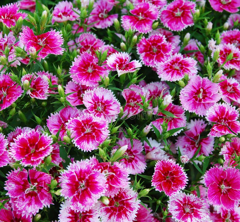 Flowerbed of Dianthus barbatus