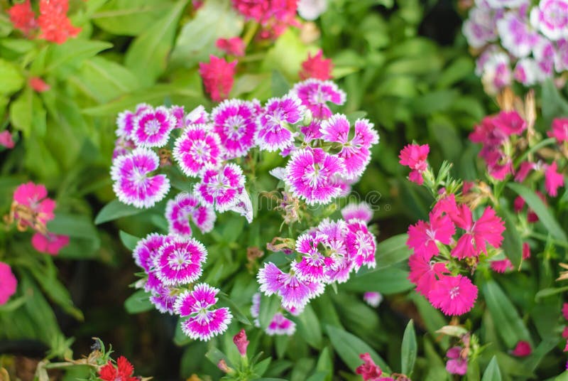 Flowerbed of Dianthus Barbatus Stock Image - Image of barbatus, macro ...