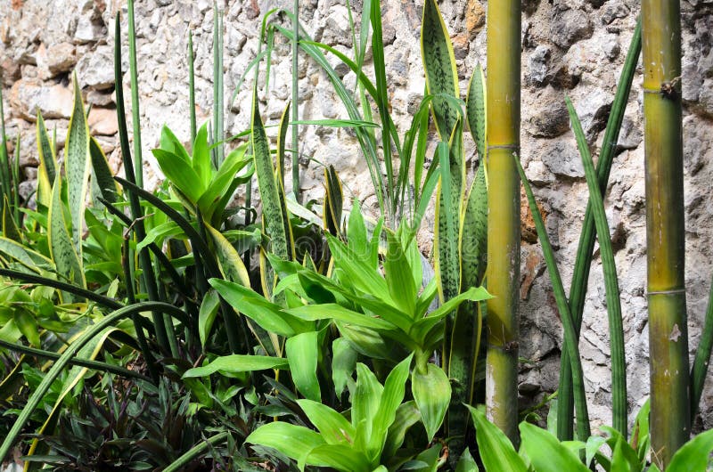 Flowerbed with green tropical plants and bamboo along stone wall stock photography Flowerbed with green tropical plants and bamboo along stone wall stock photography
