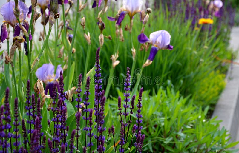 The flowerbed between the sidewalk and the roadway of the street is planted with flowers of purple and blue purple color under the