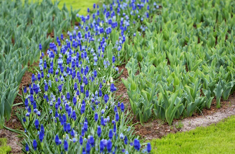 Flowerbed с малым голубым гиацинтом и отпочковываясь тюльпанами стоковое изображение Flowerbed с малым голубым гиацинтом и отпочковываясь тюльпанами стоковое изображение