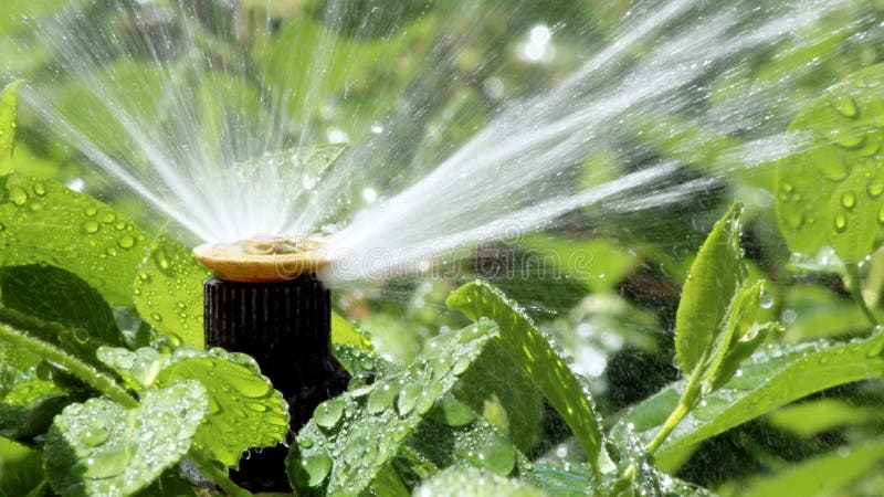 Automatic Garden Irrigation Spray system watering flowerbed. Automatic Garden Irrigation Spray system watering flowerbed