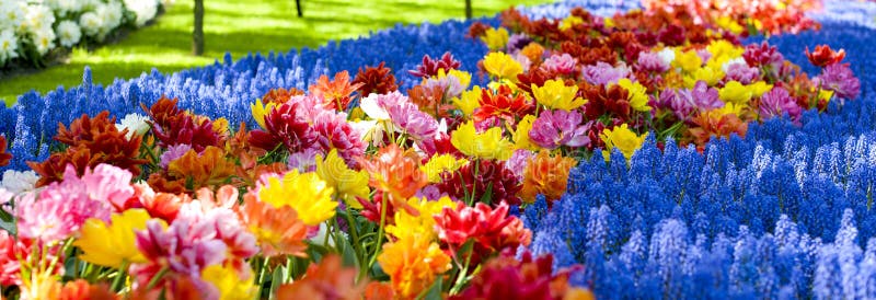 Flowerbeds with yellow, blue and red tulips. Park with flowers Keukenhof in the spring. Holland. Banner. Background. Flowerbeds with yellow, blue and red tulips. Park with flowers Keukenhof in the spring. Holland. Banner. Background