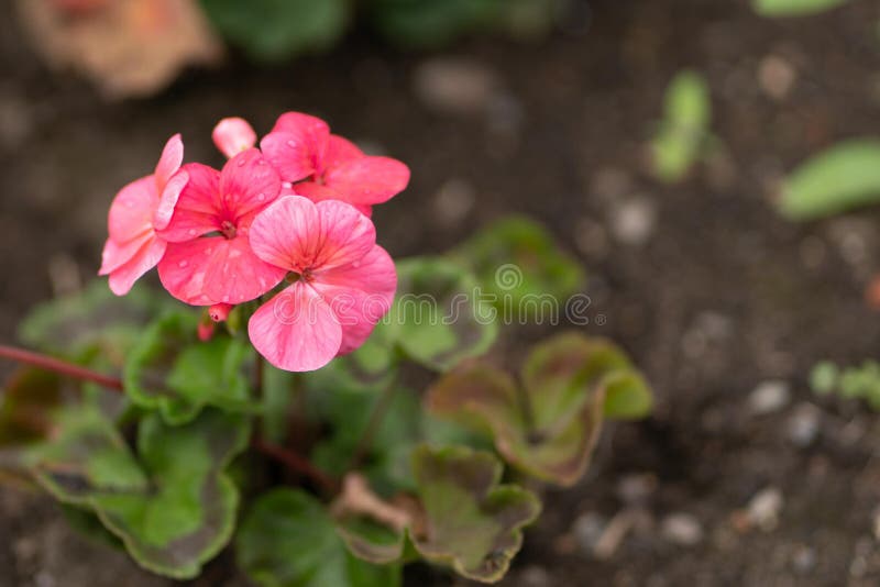 Flowerd rose avec des baisses de pluie dans le jardin photo libre de droits Flowerd rose avec des baisses de pluie dans le jardin photo libre de droits
