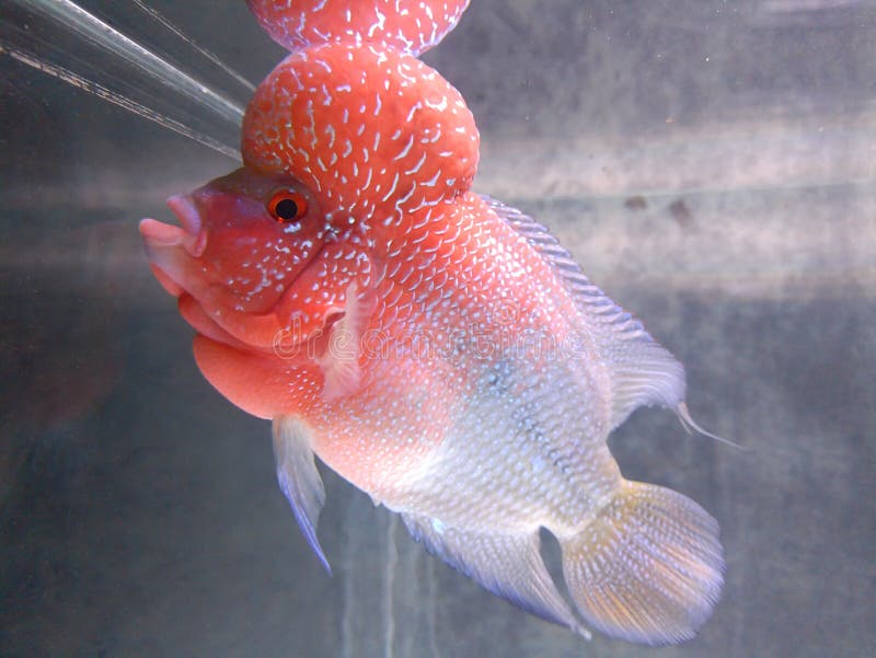 Flowerhorn Cichlid Srd Boom Head Stock Photo Image of coral, food