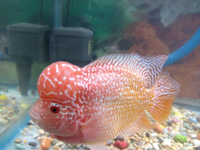 Flowerhorn Fish 0002 stock photo. Image of louhan, flowerhorn 261664154