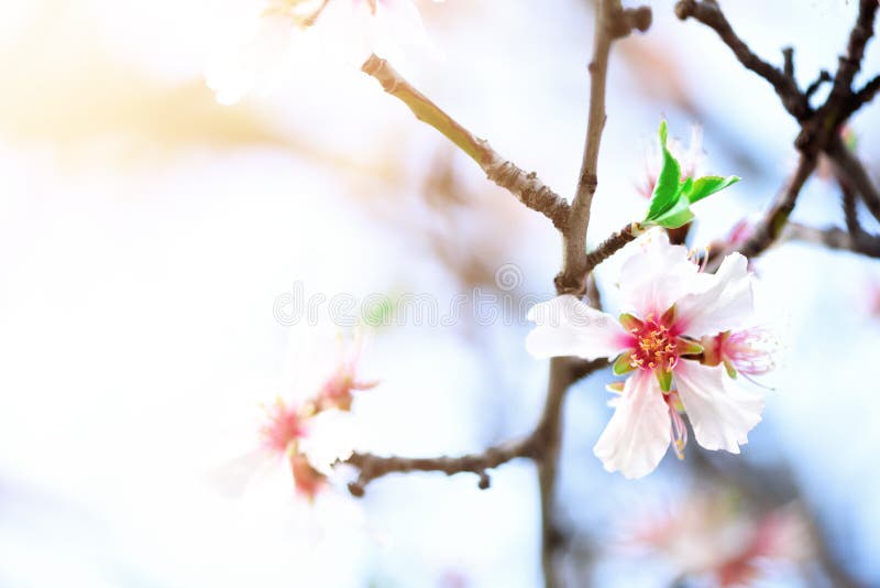 Flowering almond tree. Blooming almond flower. Blossom spring day. Copy space.