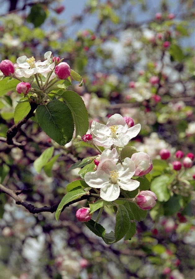 Flowering appletree stock image. Image of view, spring 84657779
