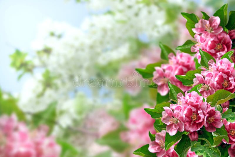 Flowering apple tree