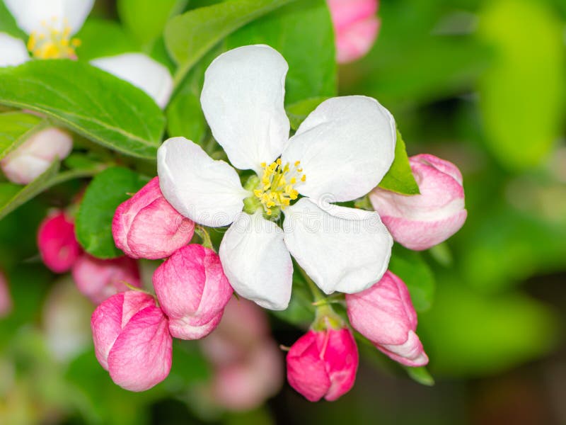 Flowering Apple Tree with White Blossoms Stock Image Image of botany