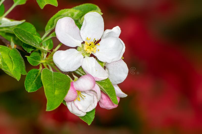 Flowering Apple Tree with White Blossoms Stock Photo Image of apple