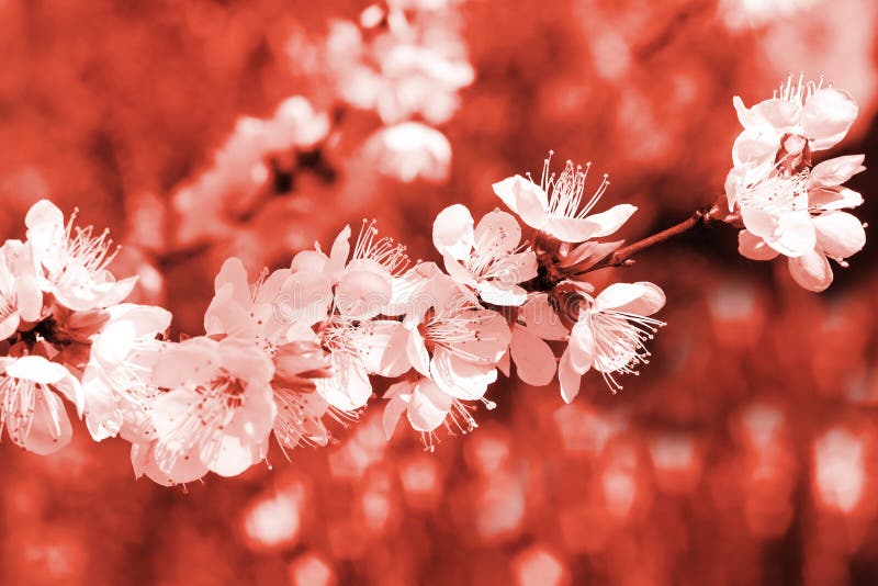 Flowering apricot tree branch in trendy Living Coral color of the year 2019. Spring concept royalty free stock image Flowering apricot tree branch in trendy Living Coral color of the year 2019. Spring concept royalty free stock image