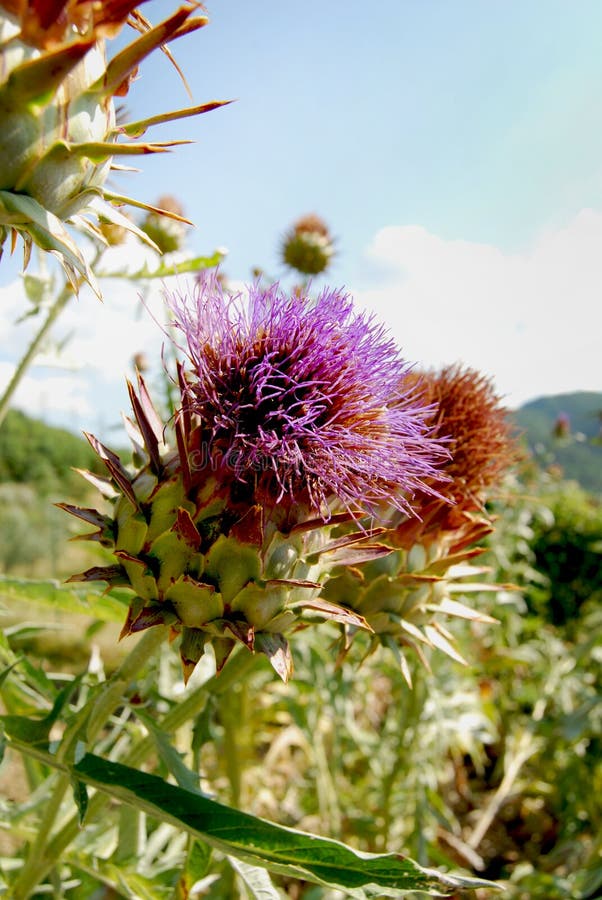 Flowering Artichoke stock image. Image of beautiful, decorative 17970059