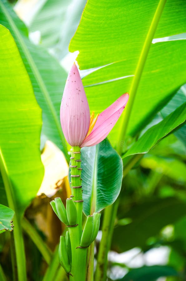 Flowering banana stock image. Image of nature, outdoor 32754287