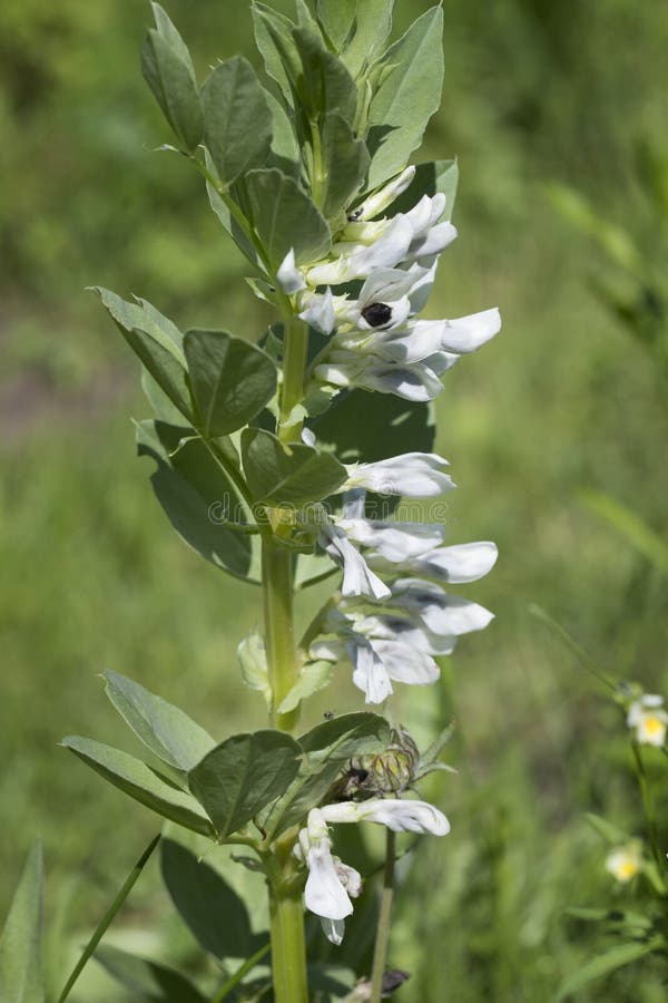 Flowering bean plant stock image. Image of blooming 150676111