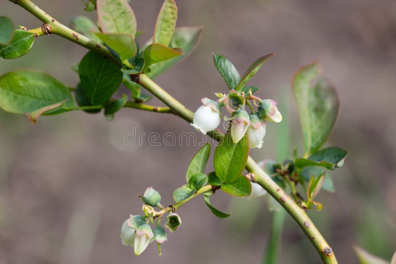 Flowering blueberry bush stock image. Image of farm 185888223