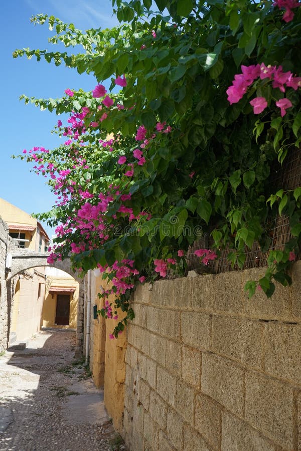 A Flowering Bougainvillea Bush, without Which the Landscapes of Rhodes ...