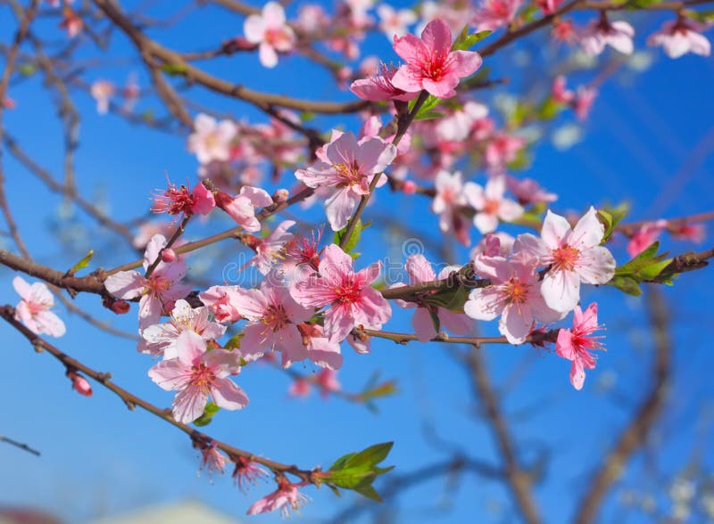 Flowering branch of apple stock photos