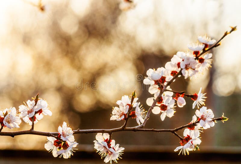 Flowering Branch of Apricot at Sunset Stock Image - Image of plant ...