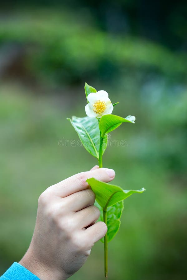 Flowering branch of tea