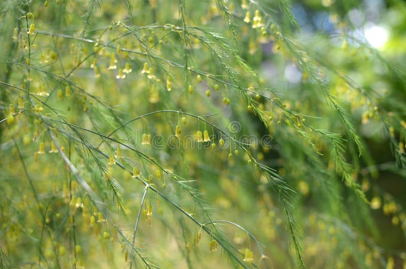 Flowering branches of asparagus closeup background image stock photography