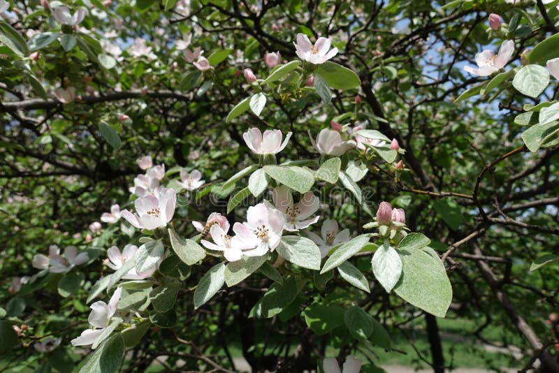 Flowering Branches of Quince in the Orchard in May Stock Image Image