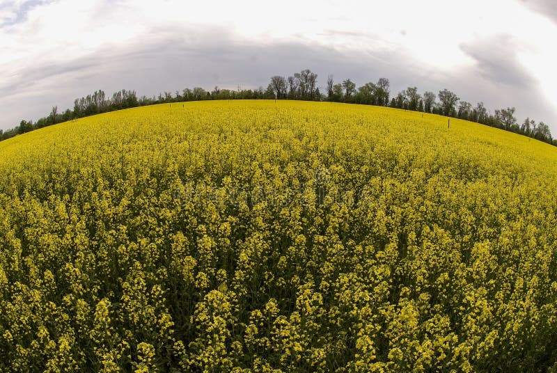 Flowering buckwheat field stock photo. Image of spring 55294310