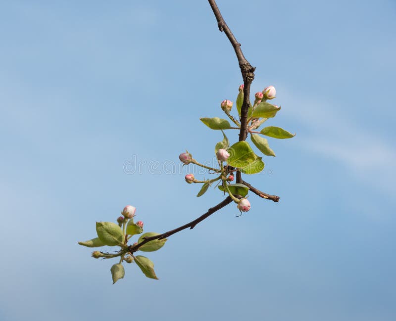 Flowering and budding branch of an apple tree