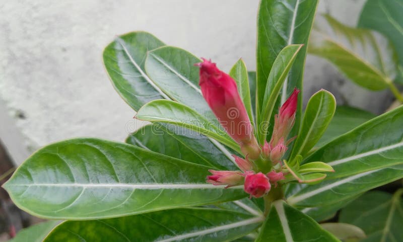 Flowering buds growing in branch of green leaves plant, nature photography