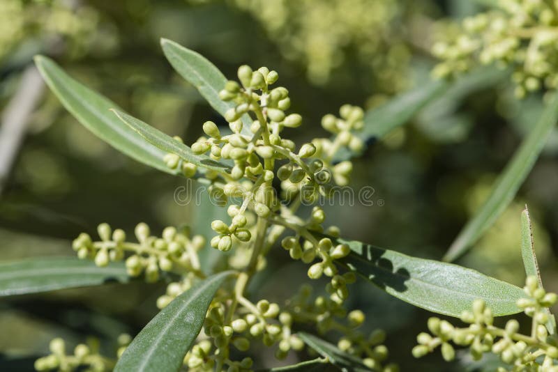 The Flowering Buds of the Olive Tree Stock Image Image of mignola